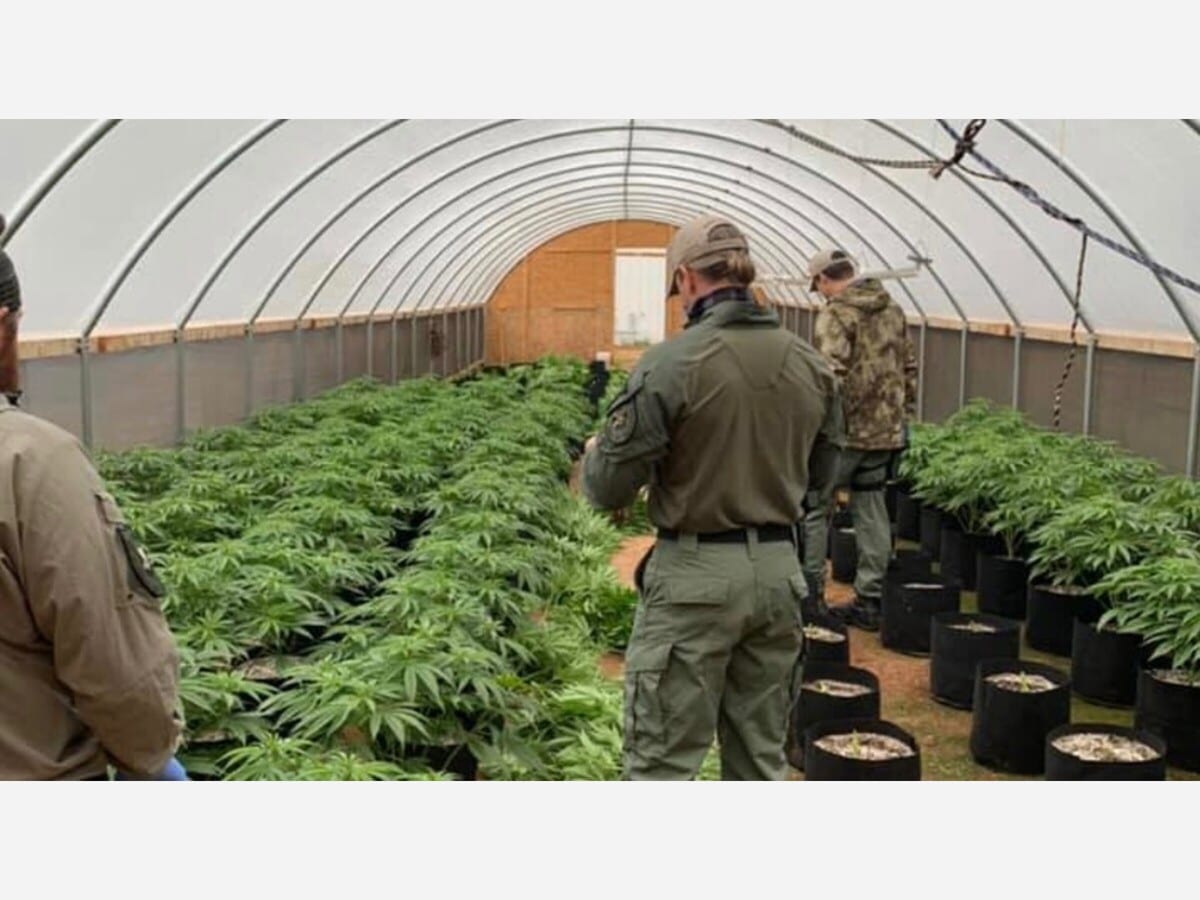 Drummond Creates Organized Crime Task Force Targeting Illegal Marijuana