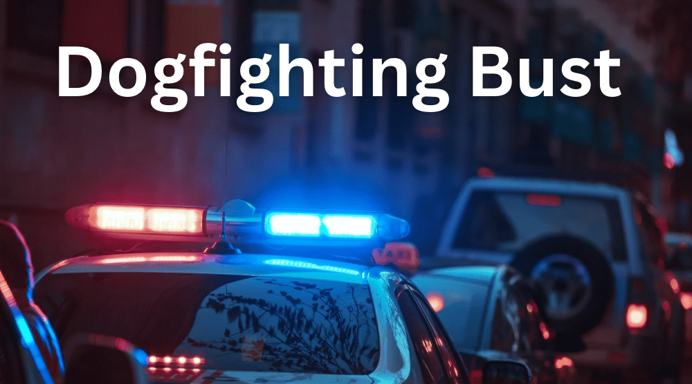 Dog Fighting Bust