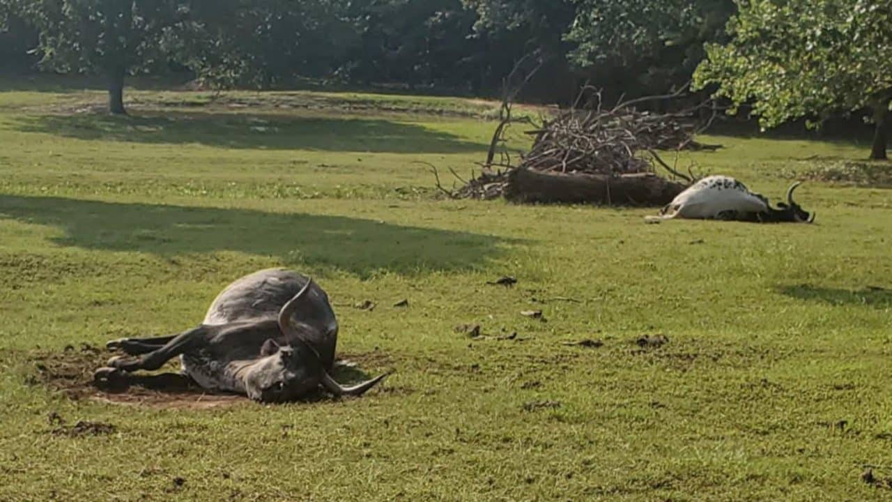 Livestock shot Broken Arrow